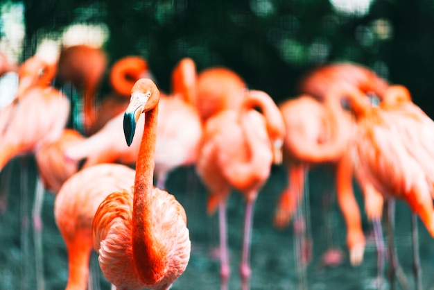 Группа фламинго собралась вокруг