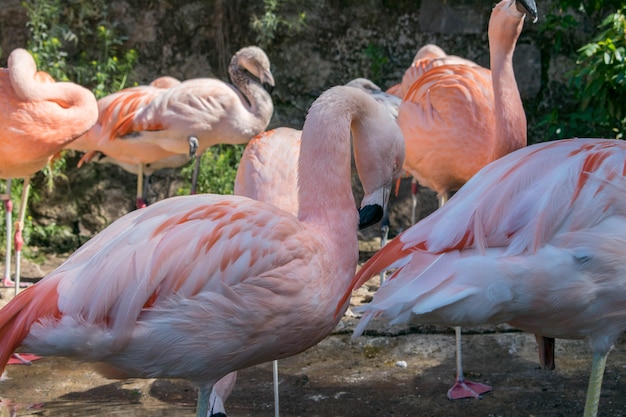 Group of flamingos in an exotic environment