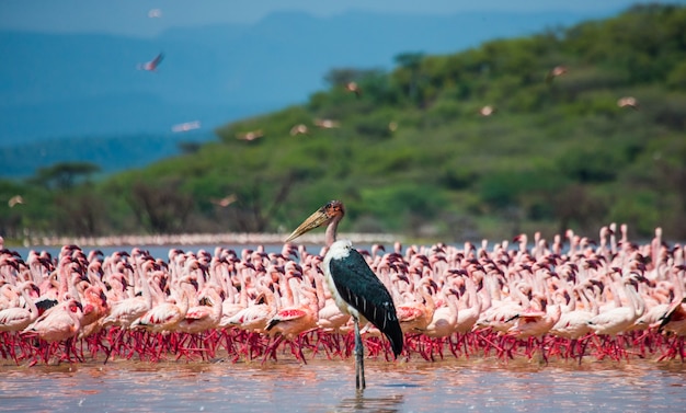 Group flamingos on the lake. kenya