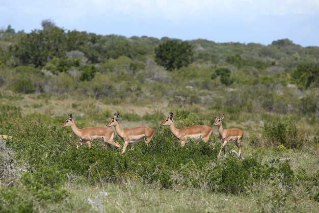 Group of four gazelles standing in a line in the middle of a field covered with grass and trees