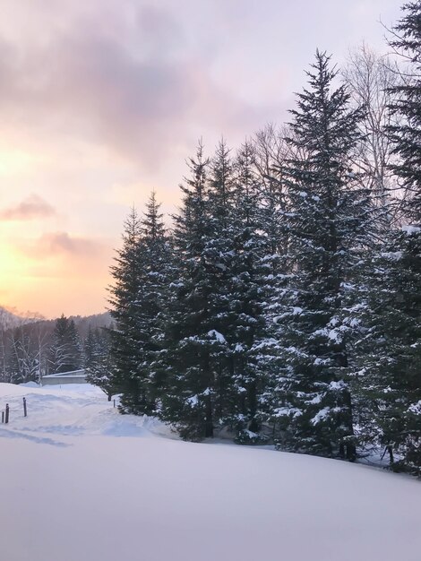 Group of frosty spruce trees