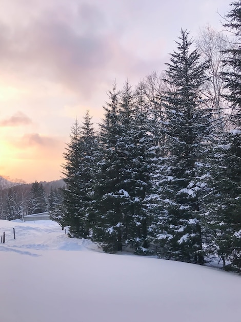 Group of frosty spruce trees