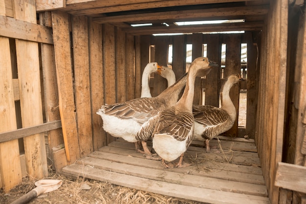 Free photo group of geese on a farm