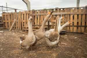 Free photo group of geese on a farm