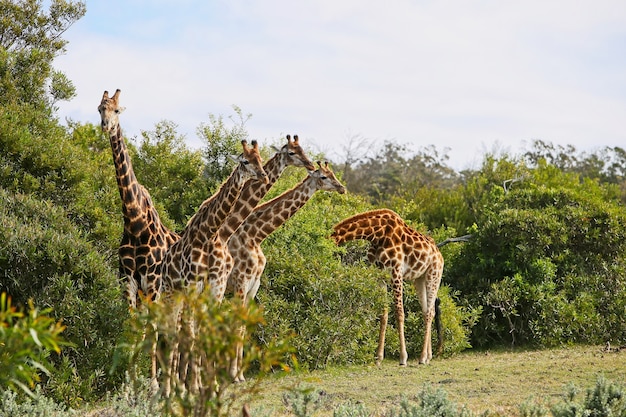 Group of giraffes standing on the grass covered hill near the trees