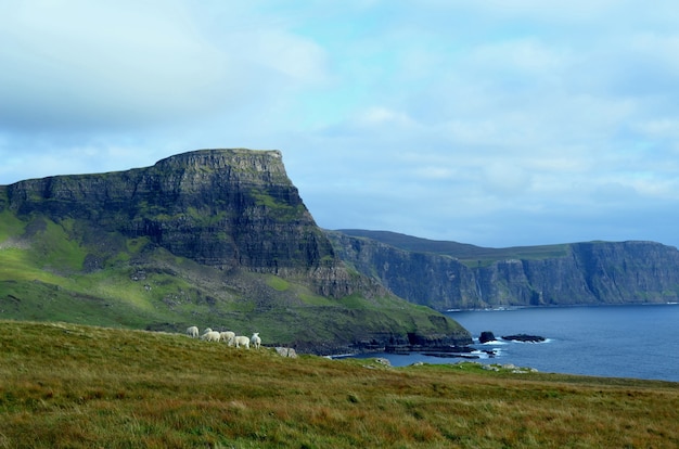 Free photo group of grazing sheep in the scottish highlands at neist point