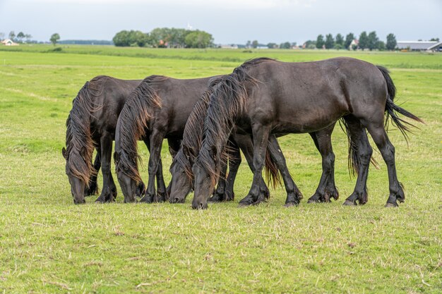 同様の立ち姿勢で牧草地で放牧している馬のグループ