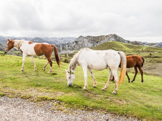 スペイン、アストゥリアス、コバンドンガ湖の山の馬のグループ