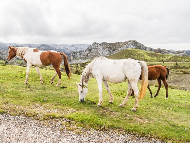 Группа лошадей в горах на озерах Ковандонга, Астурия, Испания