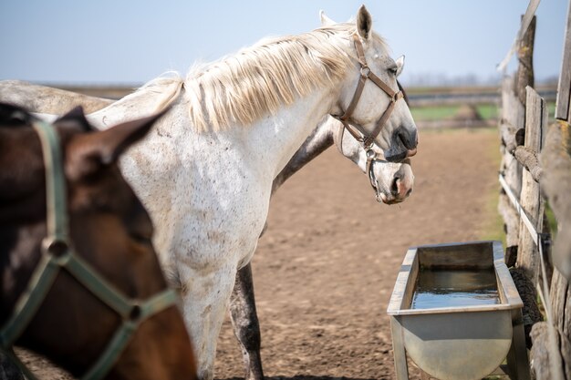 Group of horses with bridles near a drinking trough at a farm