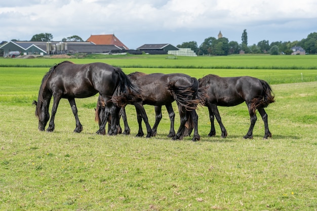 Group of horses with the same grazing posture moving synchronously in a meadow