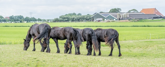 Group of horses with the same grazing posture moving synchronously in a meadow