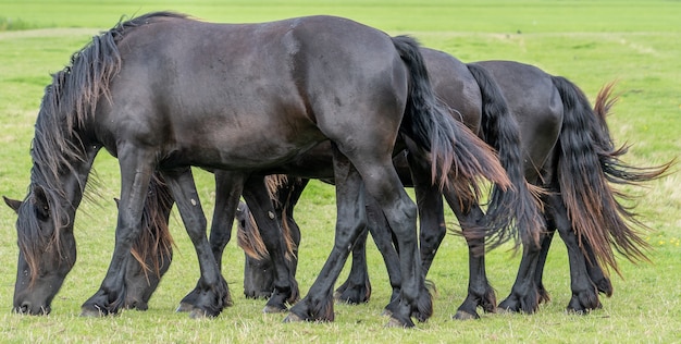 牧草地を同期して移動する同じ放牧姿勢の馬のグループ