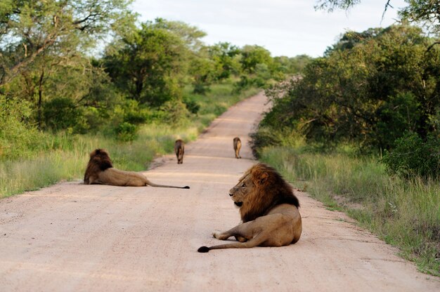 Group of magnificent lions on a gravel road surrounded by grassy fields and trees