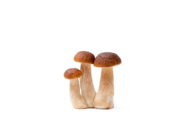 Группа грибов подберезовики, изолированные на белом фоне Premium Фотографии