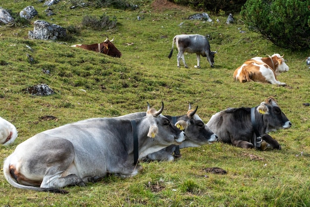 Бесплатное фото Группа коров, пасущихся на полях