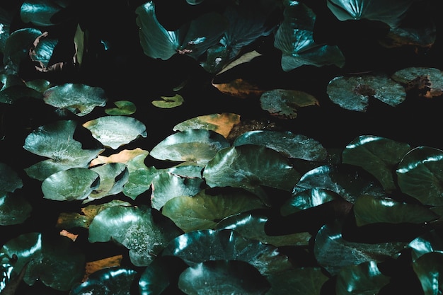 Бесплатное фото Группа темных водяных лилий