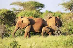 無料写真 ツァボイースト国立公園、アフリカ、ケニアの象のグループ