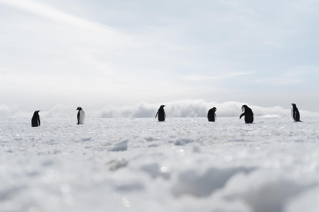 무료 사진 얼어붙은 해변을 걷고 있는 펭귄 그룹