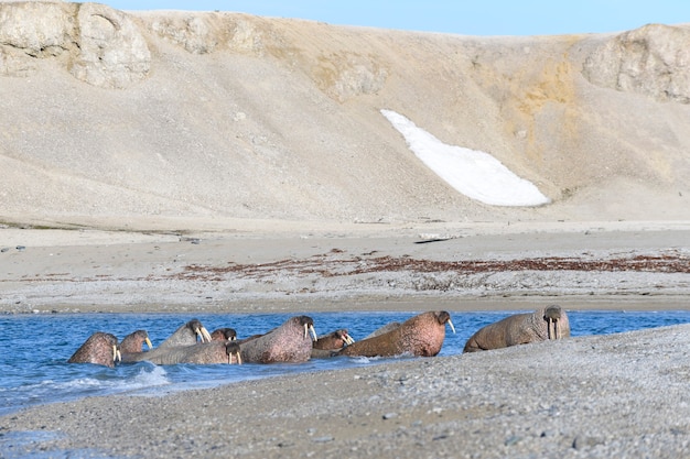 Группа моржей отдыхает на берегу северного ледовитого моря.