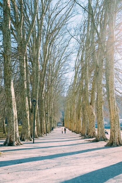 Group of people walking along the pathway surrounded by bare trees during daytime