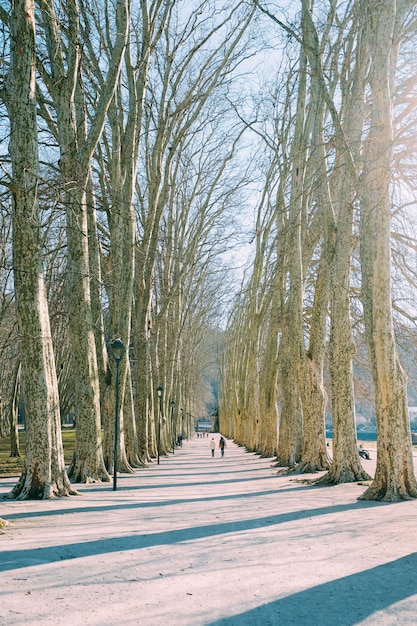 Free photo group of people walking along the pathway surrounded by bare trees during daytime