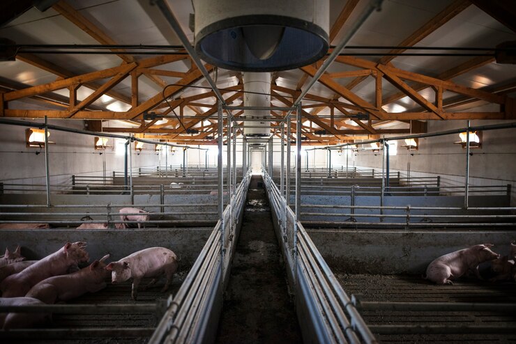Group of pigs domestic animals at pig farm