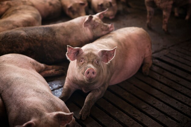 Group of pigs domestic animals at pig farm