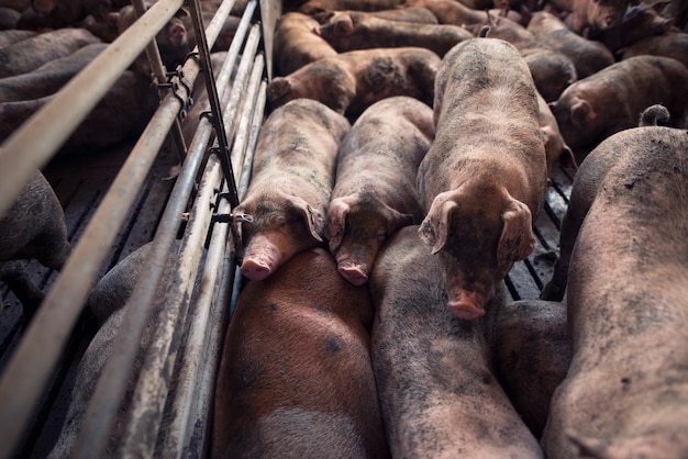 Free photo group of pigs sleeping at pig farm