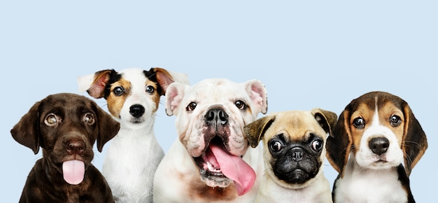 Бесплатное фото Групповой портрет очаровательных щенков