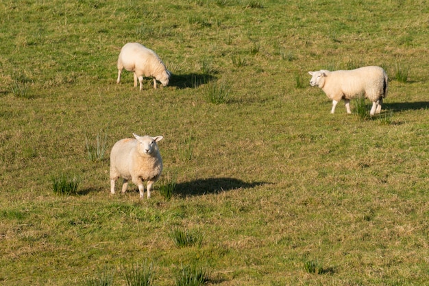 北アイルランドの緑の牧草地の羊のグループ