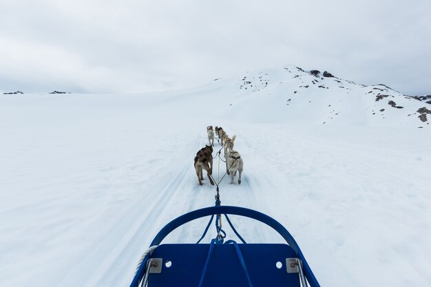 アラスカ州スキャグウェイのそり犬のグループ