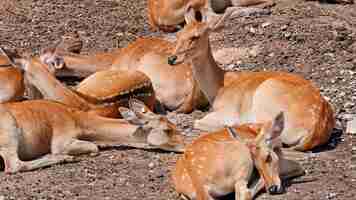 Free photo group of spotted deers in zoo