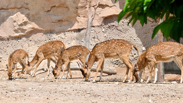 動物園の斑点のある鹿のグループ