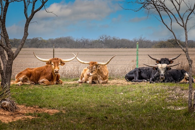 A group of Texas longhorncattles relaxing in the grass