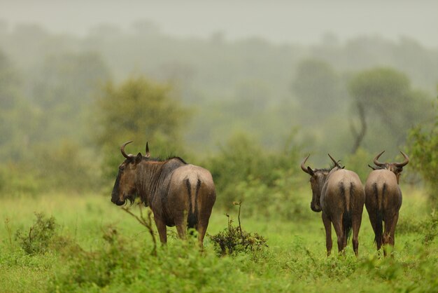 Group of three wildebeests grazing on the grass covered field in the African jungles