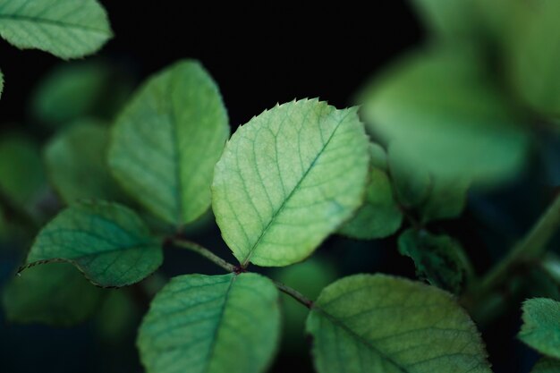 Group of tropical green leaves