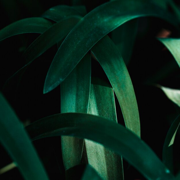 Group of tropical green leaves