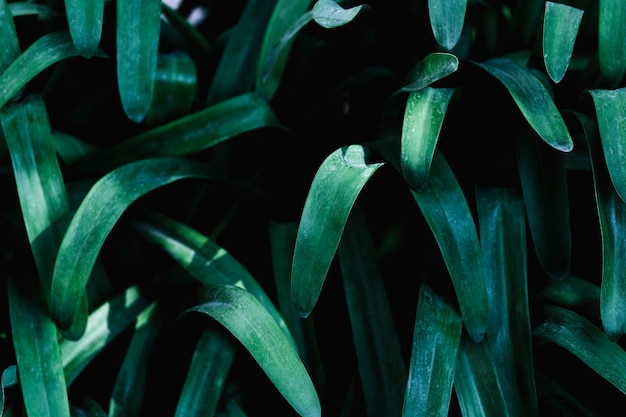 Group of tropical green leaves