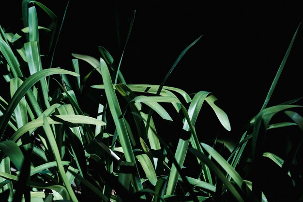 Group of tropical green leaves