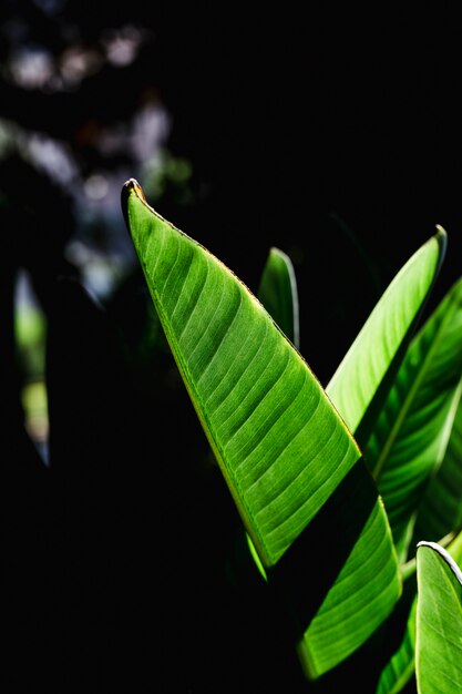 Group of tropical green leaves