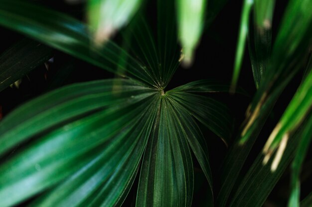 Group of tropical green leaves