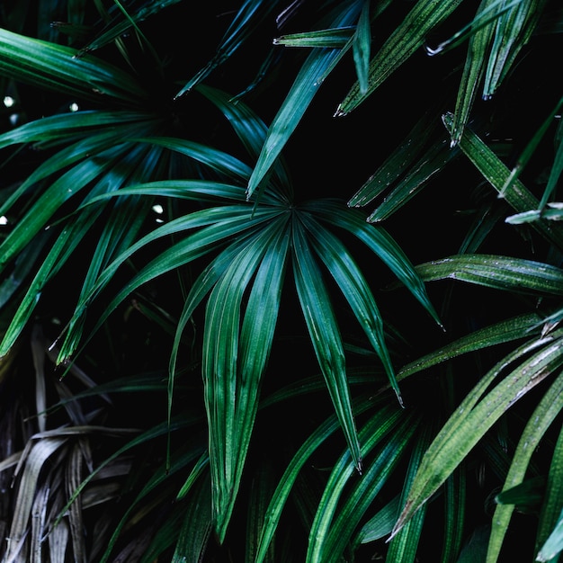 Group of tropical green leaves