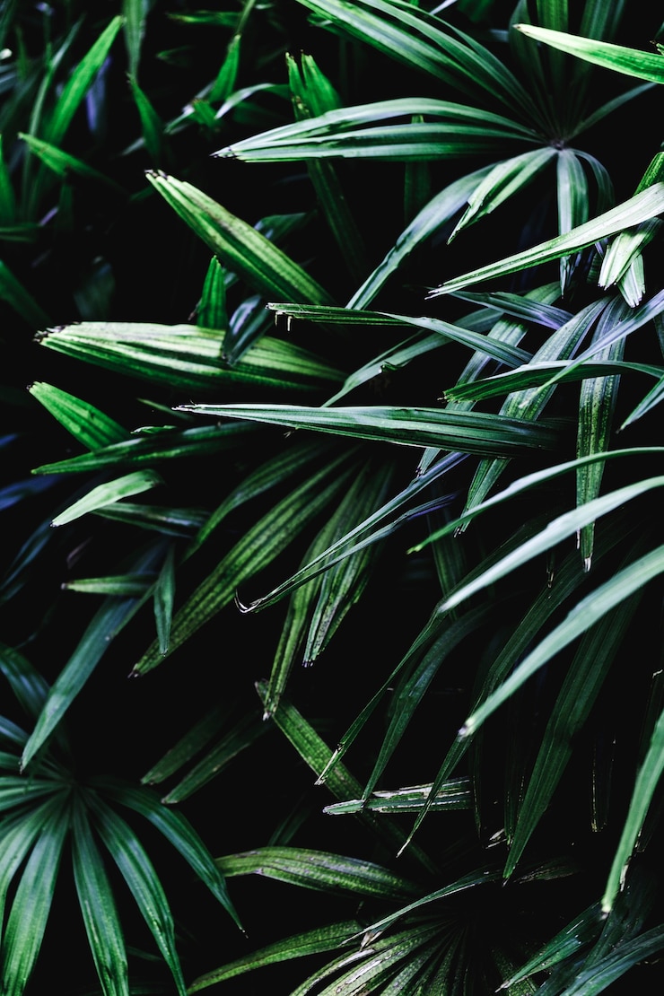 Free Photo group of tropical green leaves