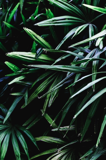 Group of tropical green leaves