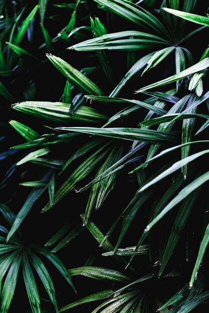 Group of tropical green leaves