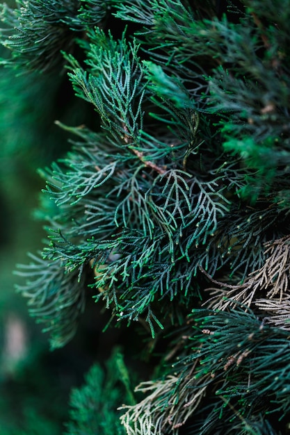 Free photo group of tropical green leaves