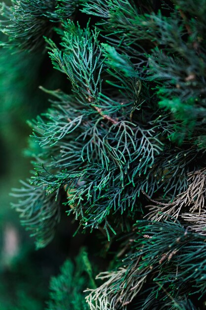 Group of tropical green leaves