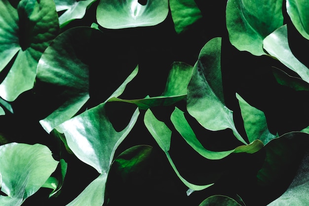 Group of tropical green leaves