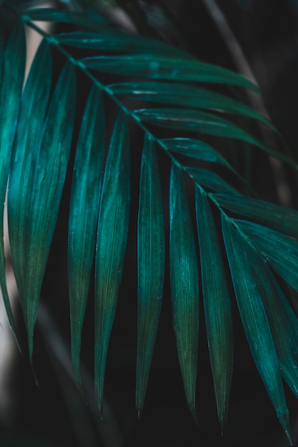 Group of tropical green leaves